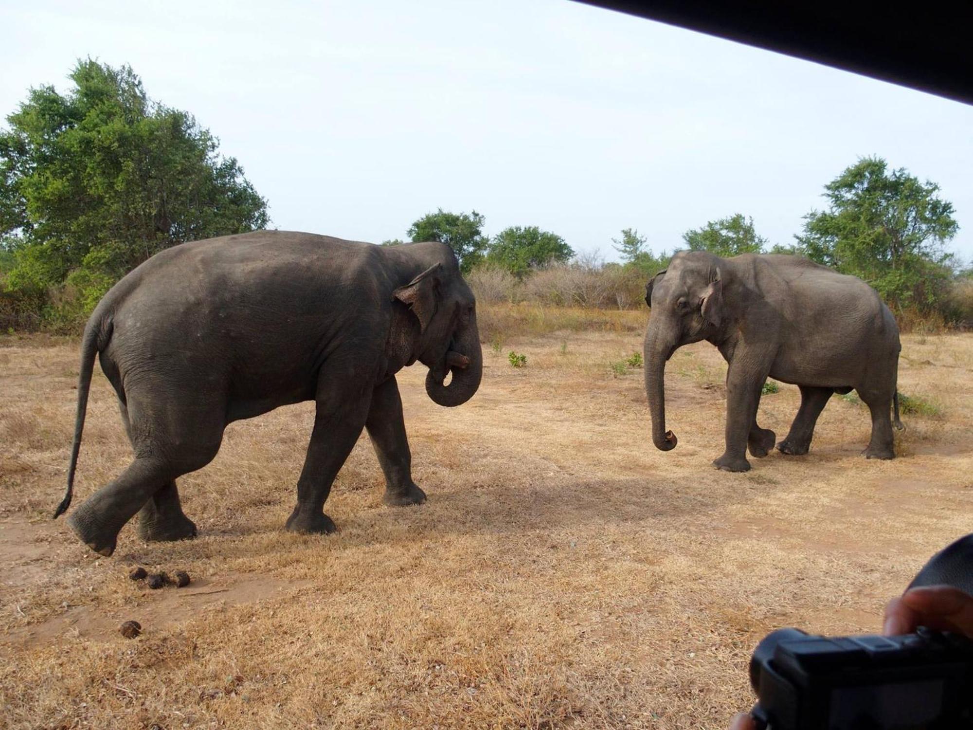 Paramount Safari Cottage Udawalawe Eksteriør billede