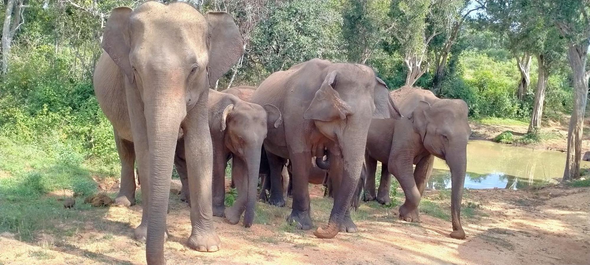 Paramount Safari Cottage Udawalawe Eksteriør billede